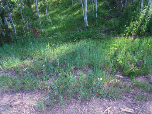 NF 801, Medicine Bow NF, WY, GDMBR.